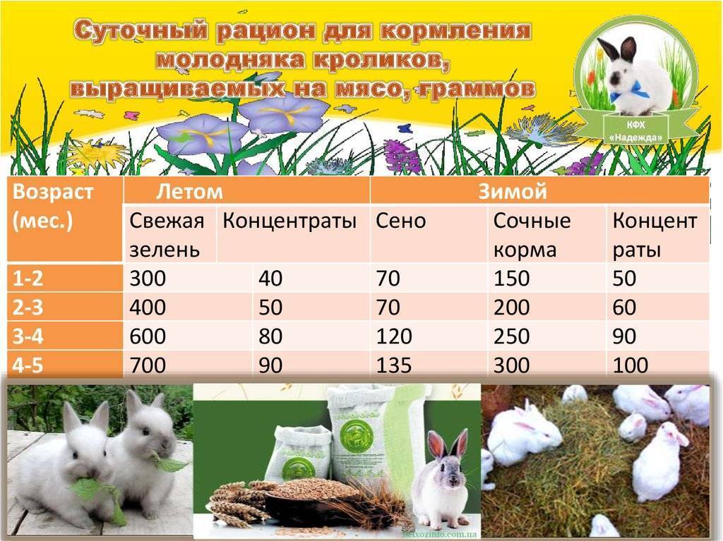 Роль комбикорма в рационе здорового питания кроликов