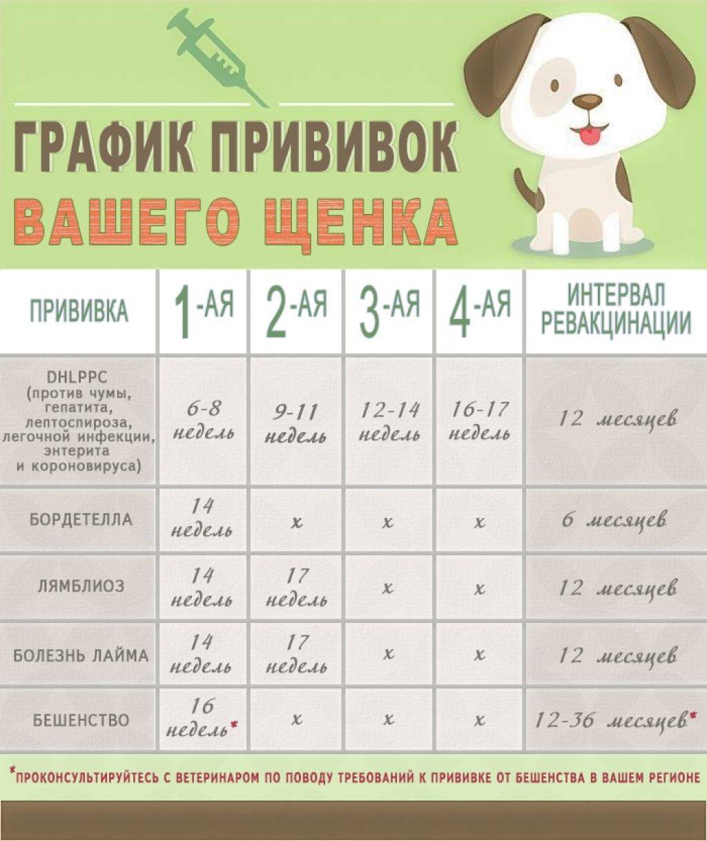Календарь прививок у щенков и собак
