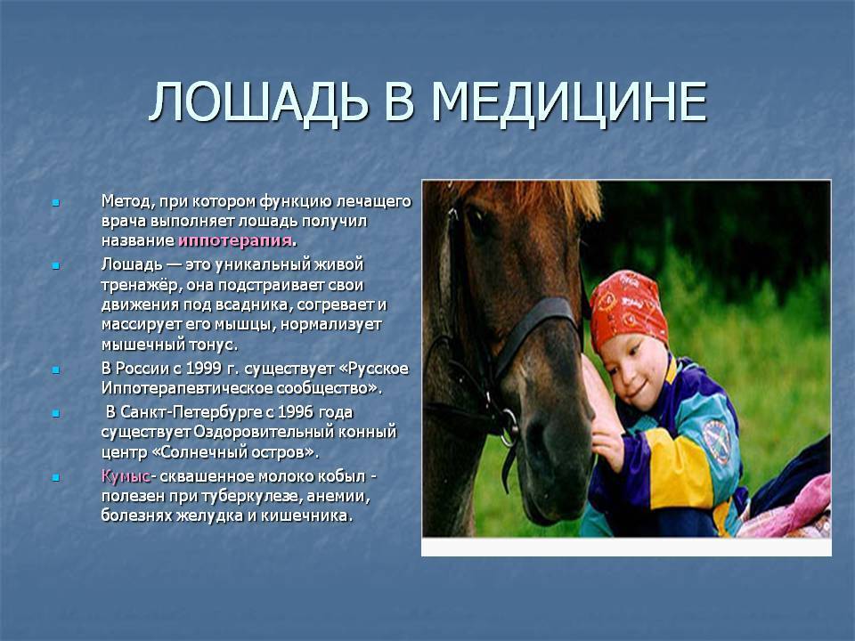 Самые интересные факты о лошадях | vivareit