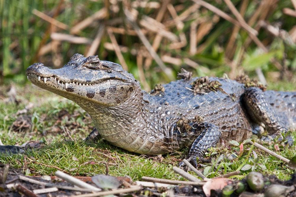Чем отличается крокодил от аллигатора простыми словами
