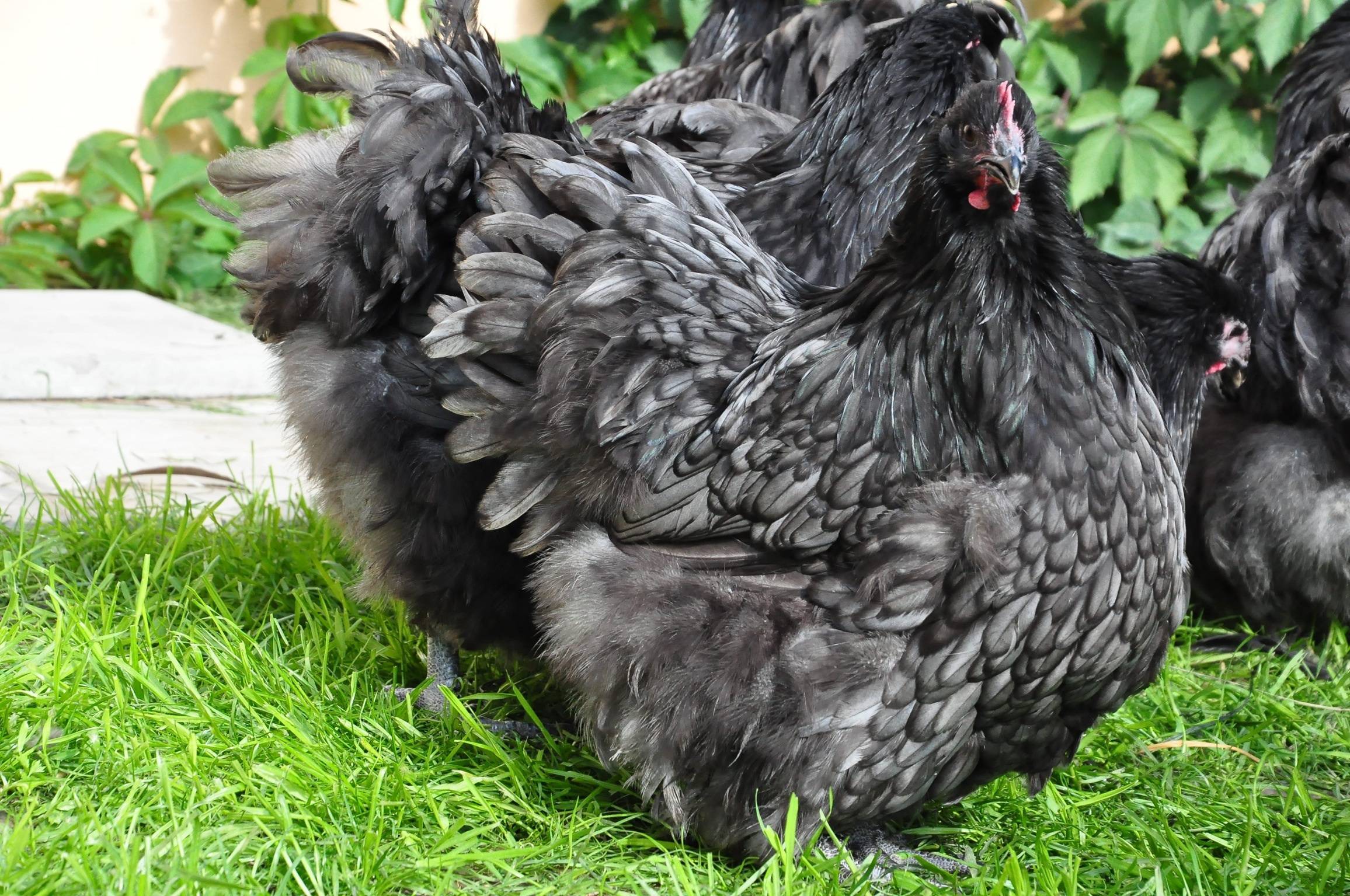 Орпингтон - мясо-яичная порода кур. описание, разведение и выращивание, кормление, инкубация и яйценоскость