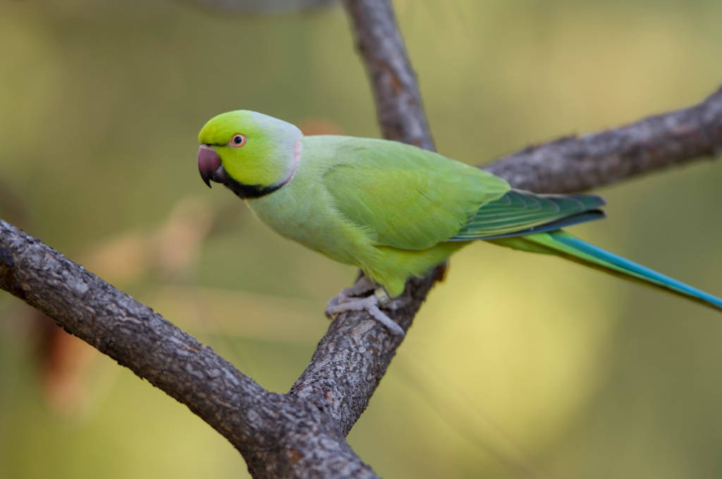 Ожереловый попугай: уход и содержание. приручение и разведение