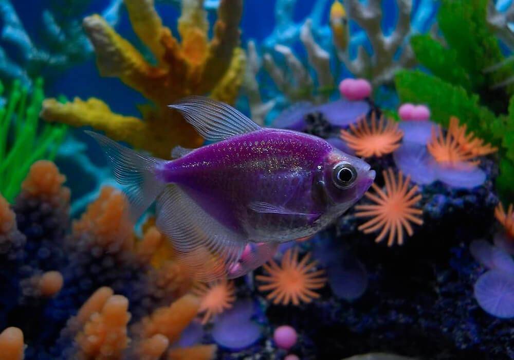 Самые красивые аквариумные рыбки – названия и фото