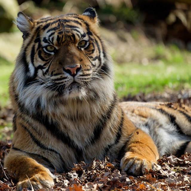 Тигр: описание и характеристика хищных животных, необычные факты