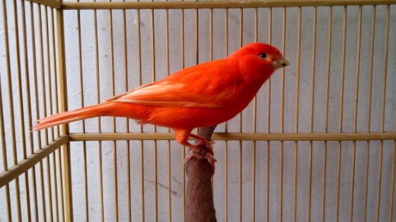 Имена для попугаев — как назвать попугая девочку или мальчика