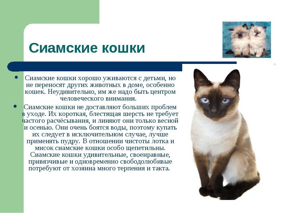 10 интересных фактов о сиамских кошках :: инфониак