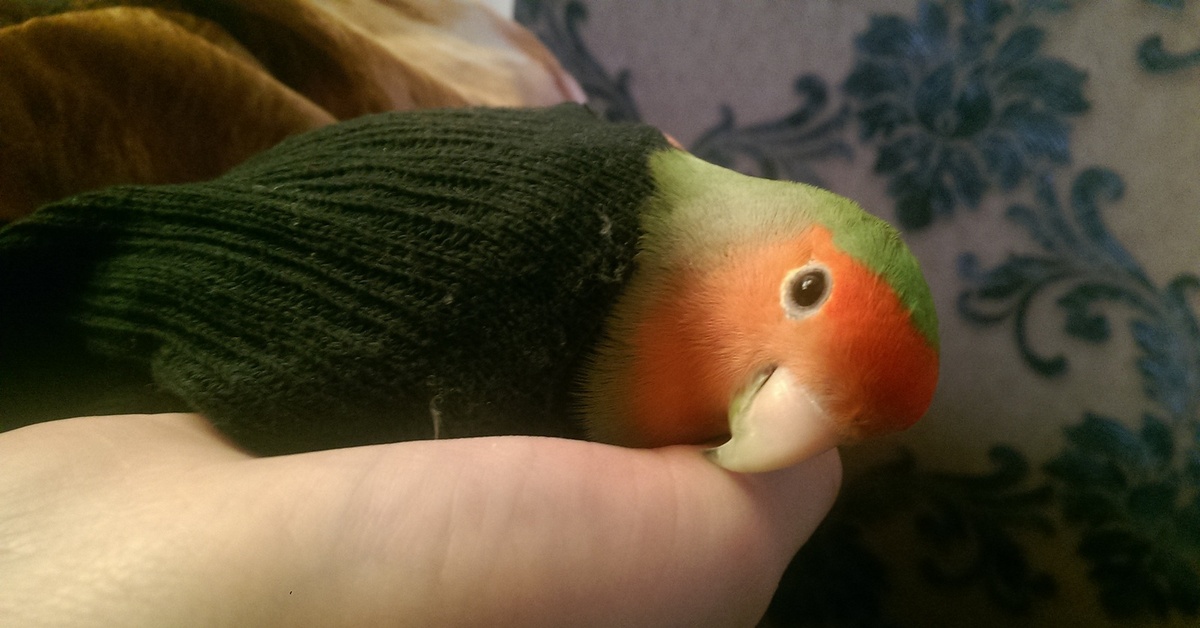 Как приручить своего волнистого попугая к рукам