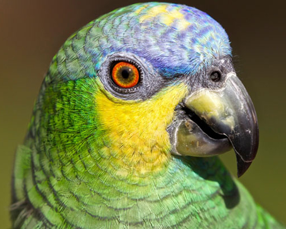 Содержание амазонских попугаев на примере венесуэльского амазона