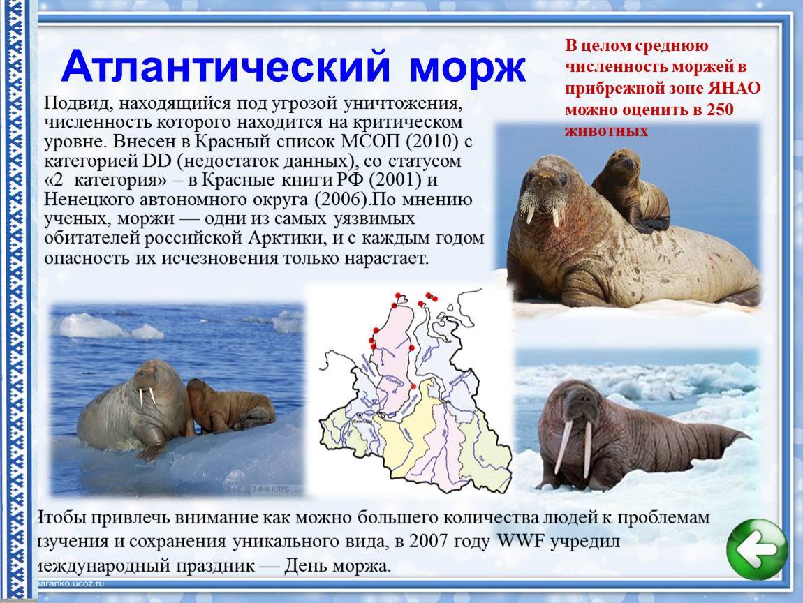 Морж животное. описание, особенности, виды, образ жизни и среда обитания моржа | живность.ру