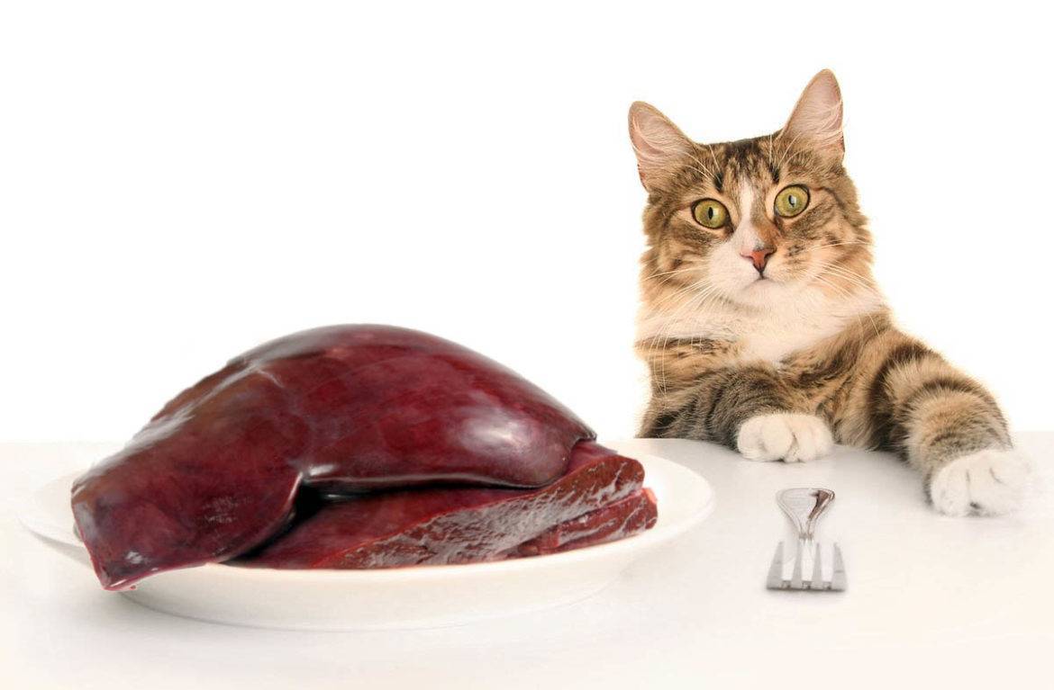 Можно ли кошке сырое мясо