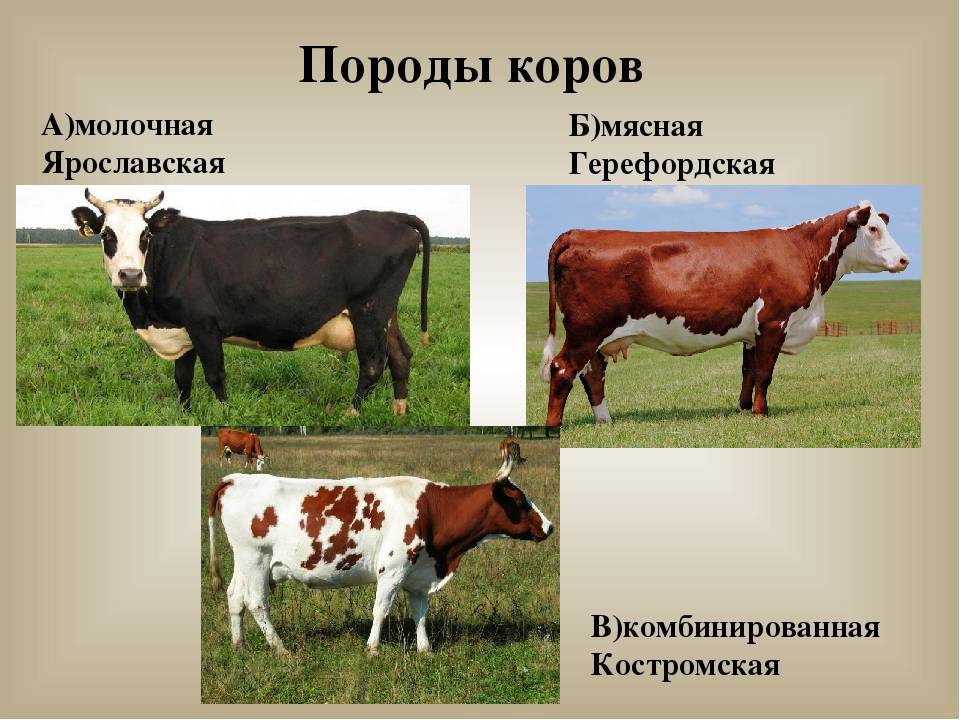 Холмогорская порода коров - характеристика, отзывы, плюсы и минусы