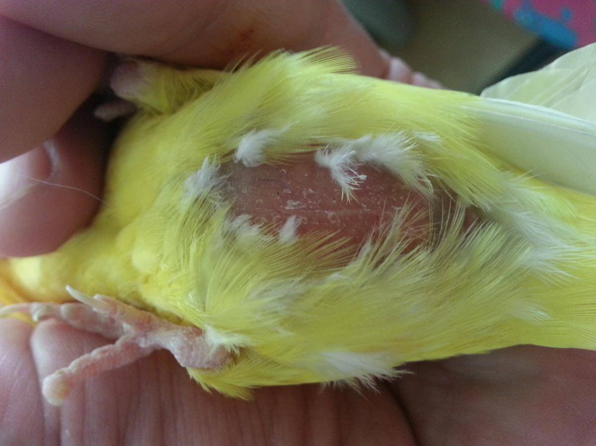 Болезни попугаев и их лечение