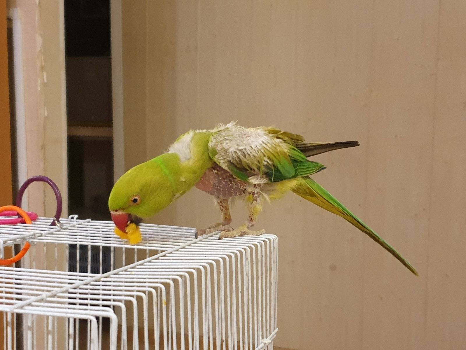 Ожереловый попугай: основы содержания и кормления в домашних условиях