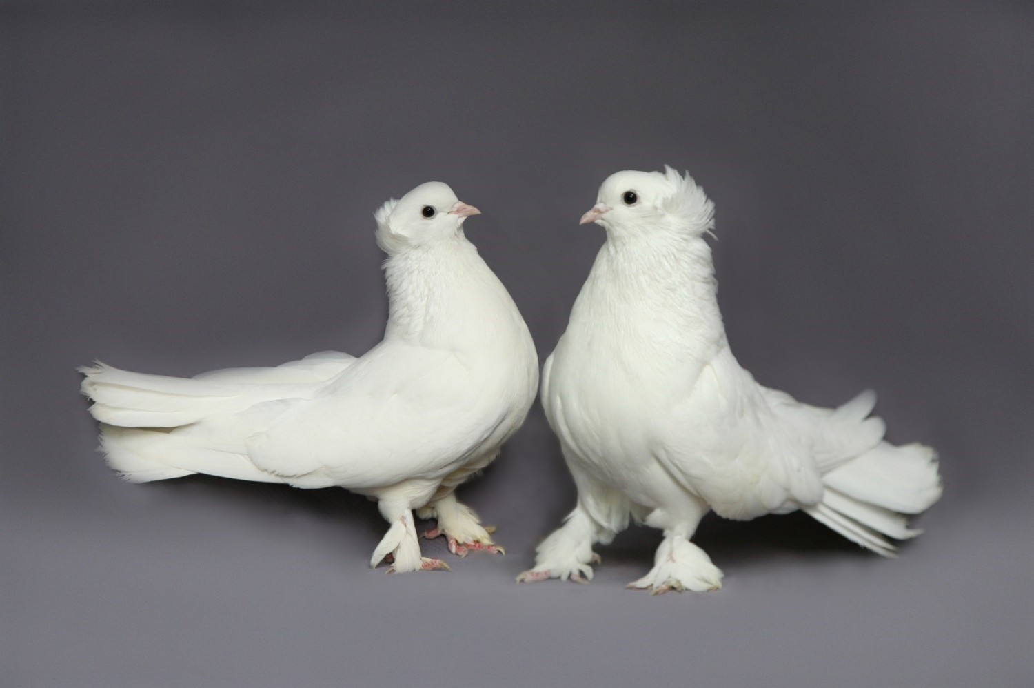 64 породы голубей: дикие, почтовые, декоративные, мясные