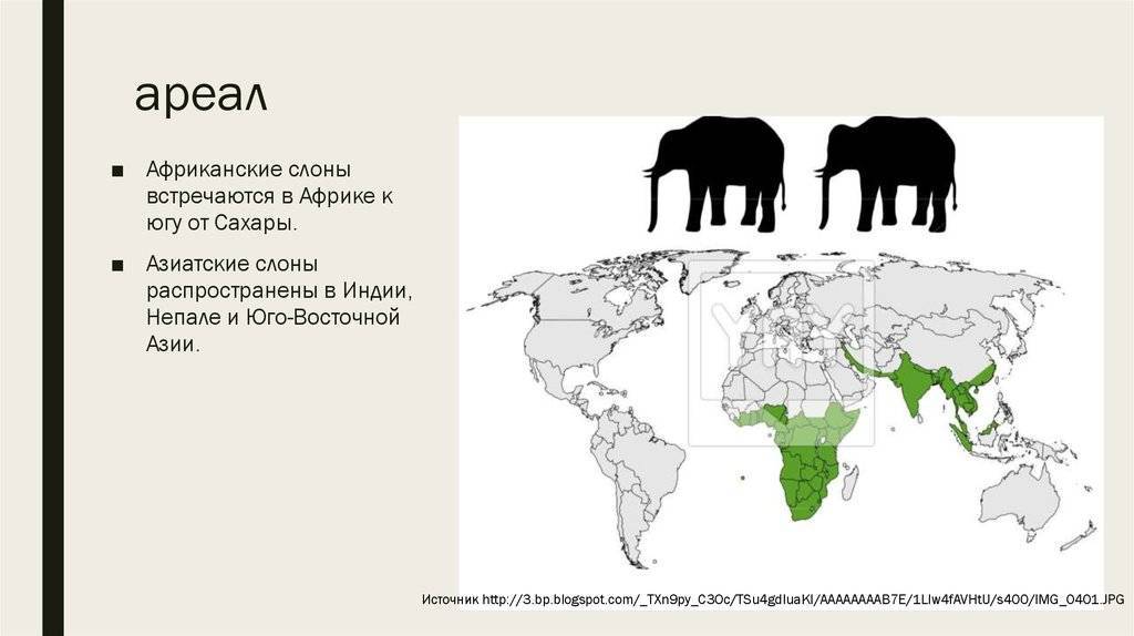 Сколько лет живут слоны в индии. чем африканский слон отличается от индийского? питание и миграции