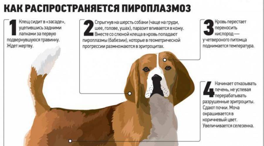 Подкожный клещ у собак: симптомы и лечение | фото, как выглядит чем вывести