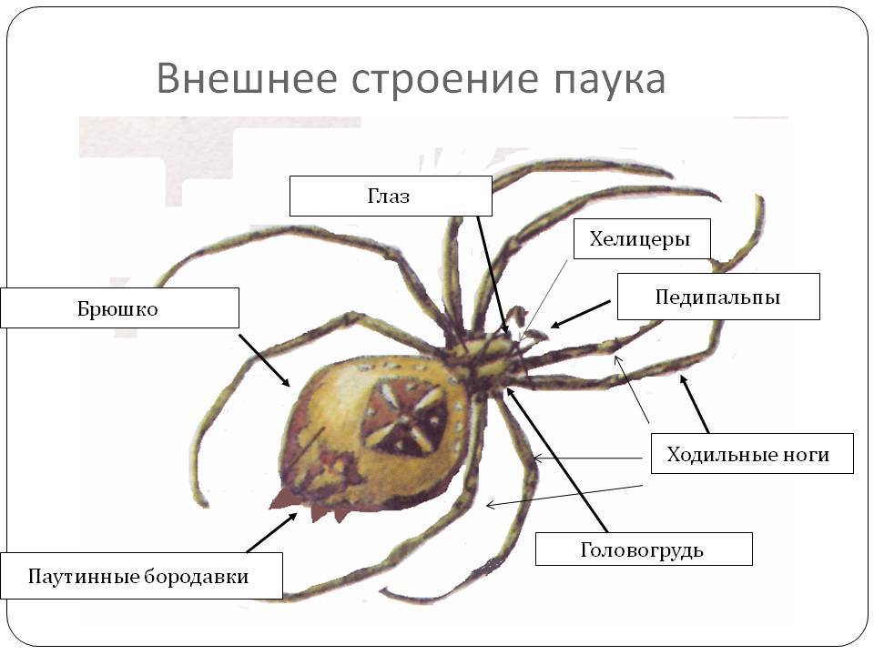 Насколько опасен укус паука крестовика - укус.ру