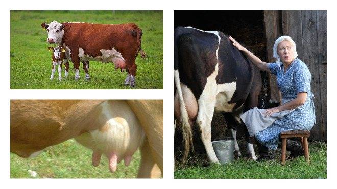 Сколько корова даёт молока в сутки, в литрах, норма после отёла