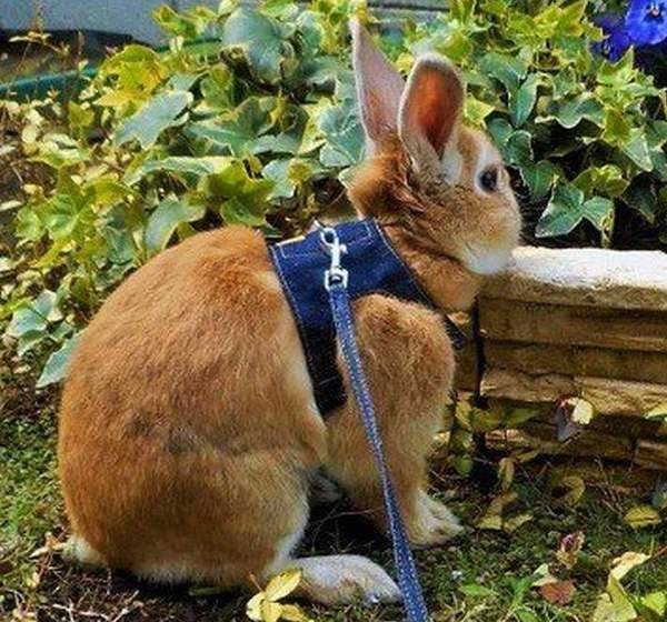 Шлейка для кролика: как сделать и надеть
шлейка для кролика: как сделать и надеть