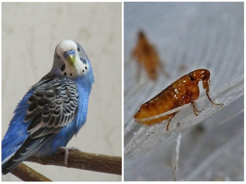 Как вывести блох у попугая – избавляемся от вредителей у домашнего питомца