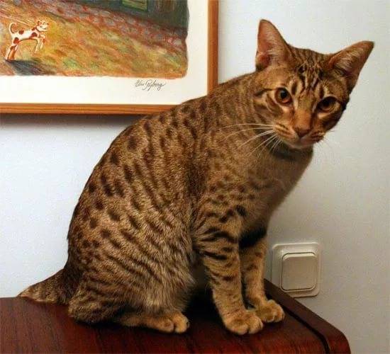 Оцикет: порода кошек с диким окрасом – домашний оцелот