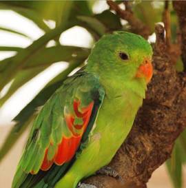 Говорящие попугаи: лучшие 8 пород, которые разговаривают