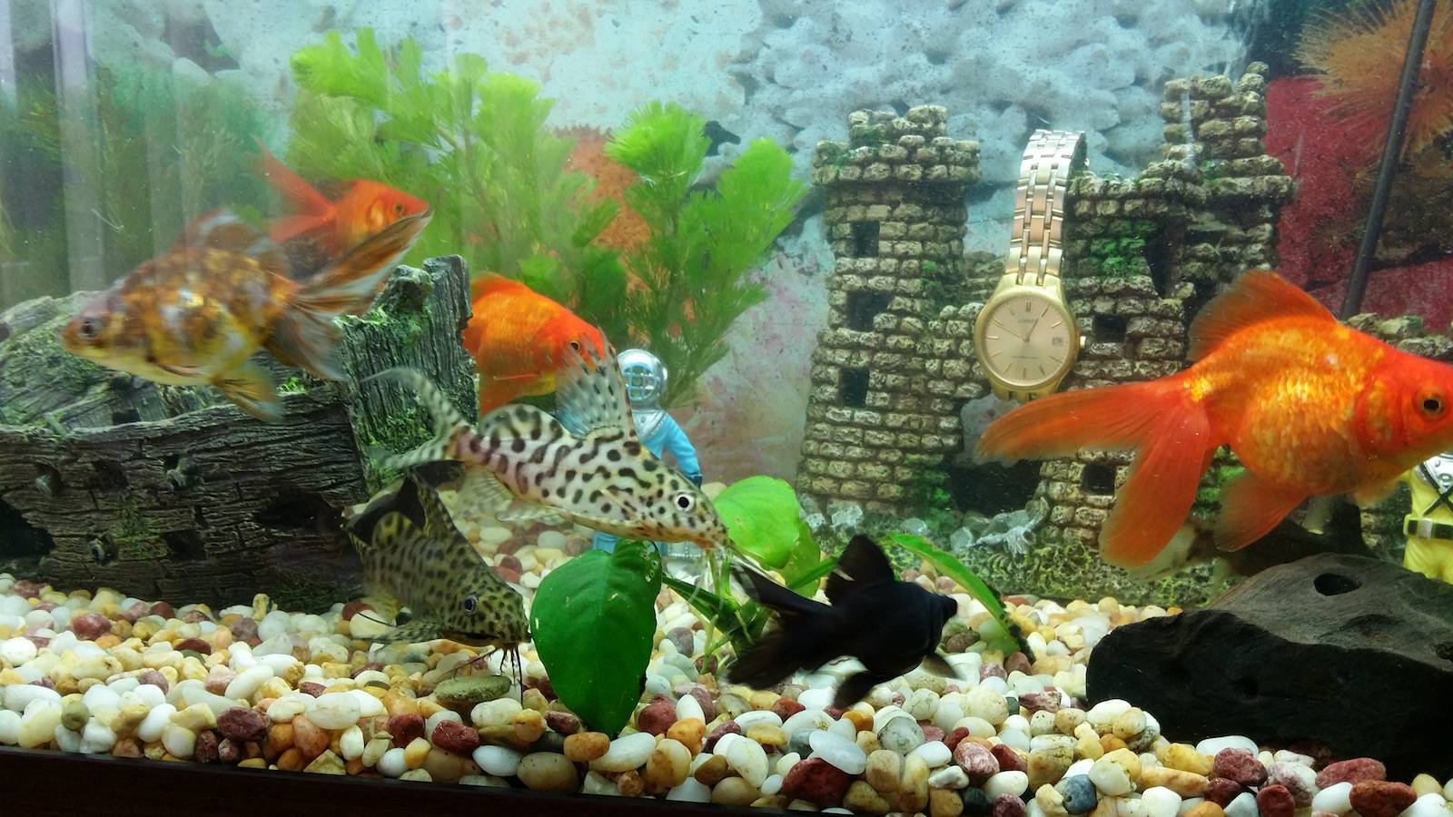 Золотые рыбки в аквариуме: содержание, кормление и размножение. какое отличие самца от самки, а также совместимость с другими рыбками