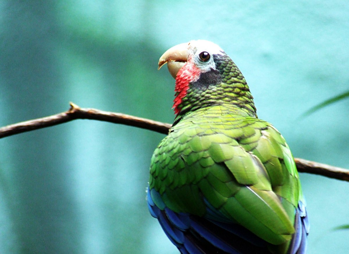 Сложно ли ухаживать за попугаем амазон?