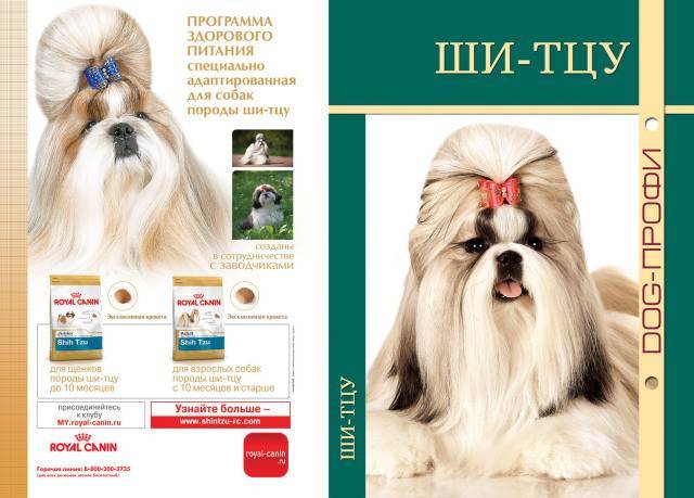 Собака ши-тцу - описание породы от а до я. топ-100 фото собаки, плюсы и минусы породы, история, характер