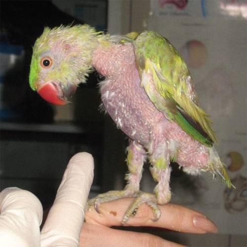 Почему у волнистых попугаев выпадают перья: что делать