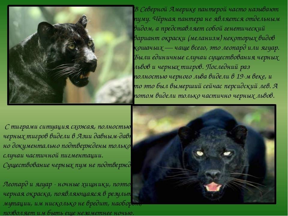 Чёрная пантера. описание, особенности, образ жизни и среда обитания черной пантеры