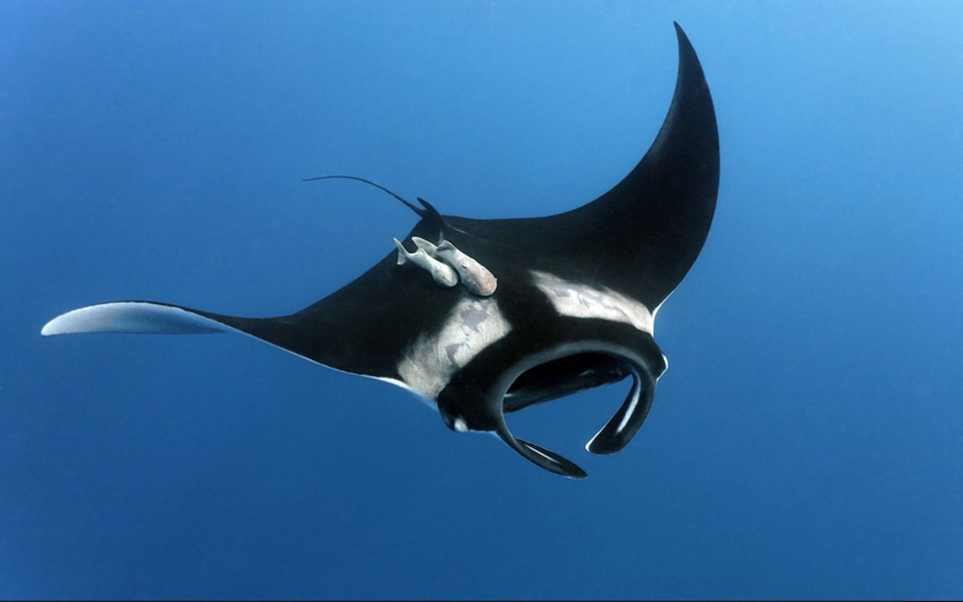 Манта или гигантский морской дьявол - удивительный мир животных