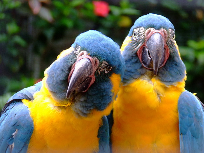 Лоро парк тенерифе - рай для людей и попугаев