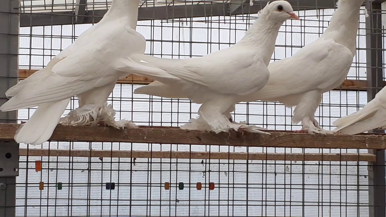 Бойные голуби: история, описание видов и пород, содержание и уход