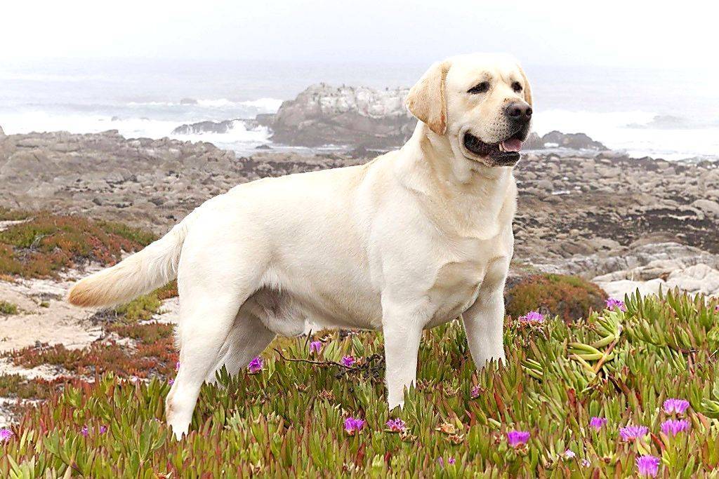 Лабрадор: характеристика и описание породы, отзывы владельцев и цена щенка