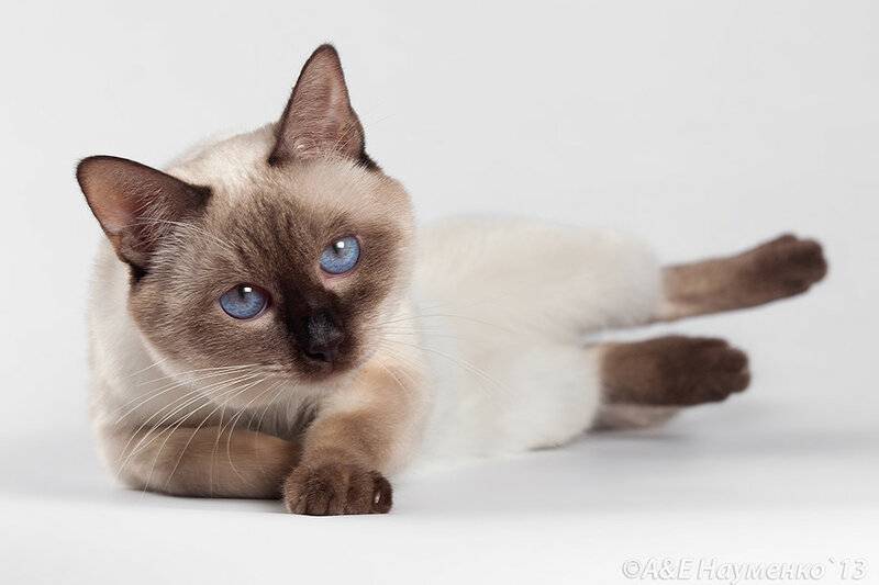 Тайская кошка: описание породы, характер, фото, стоимость котенка