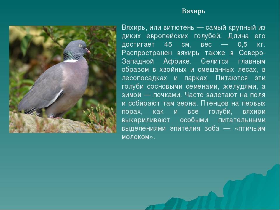 Вяхирь дикий голубь. образ жизни и среда обитания вяхиря