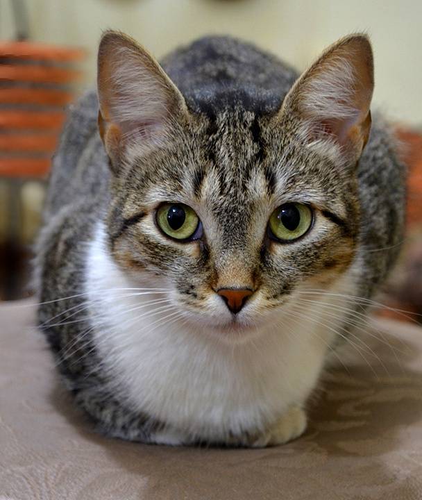 Бразильская короткошерстная кошка: описание породы, уход