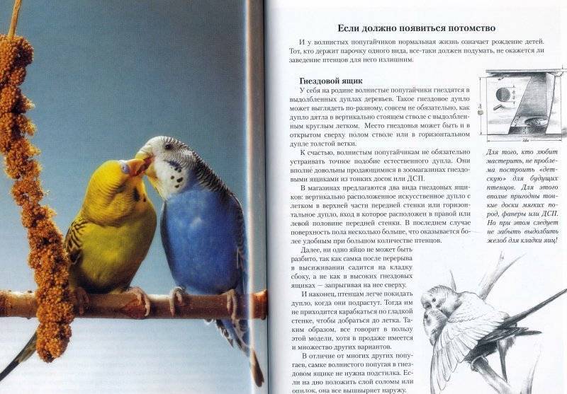 Как научить говорить волнистого попугая?