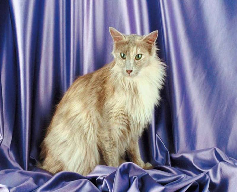 Ориентальная длинношерстная кошка: история, описание, уход