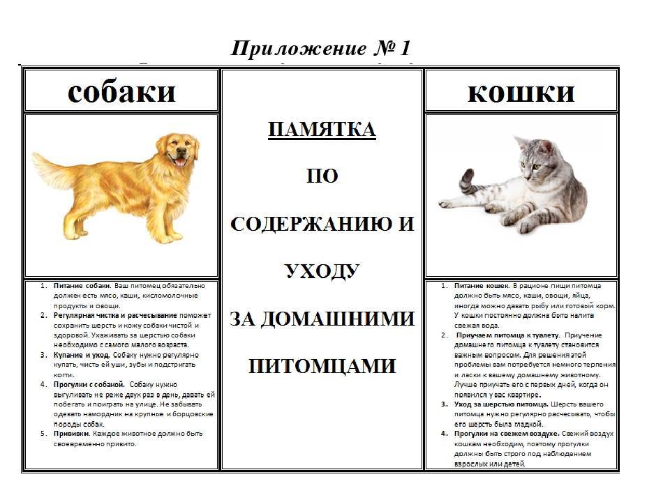 ᐉ как ухаживать за щенком дворняжки? - zoomanji.ru