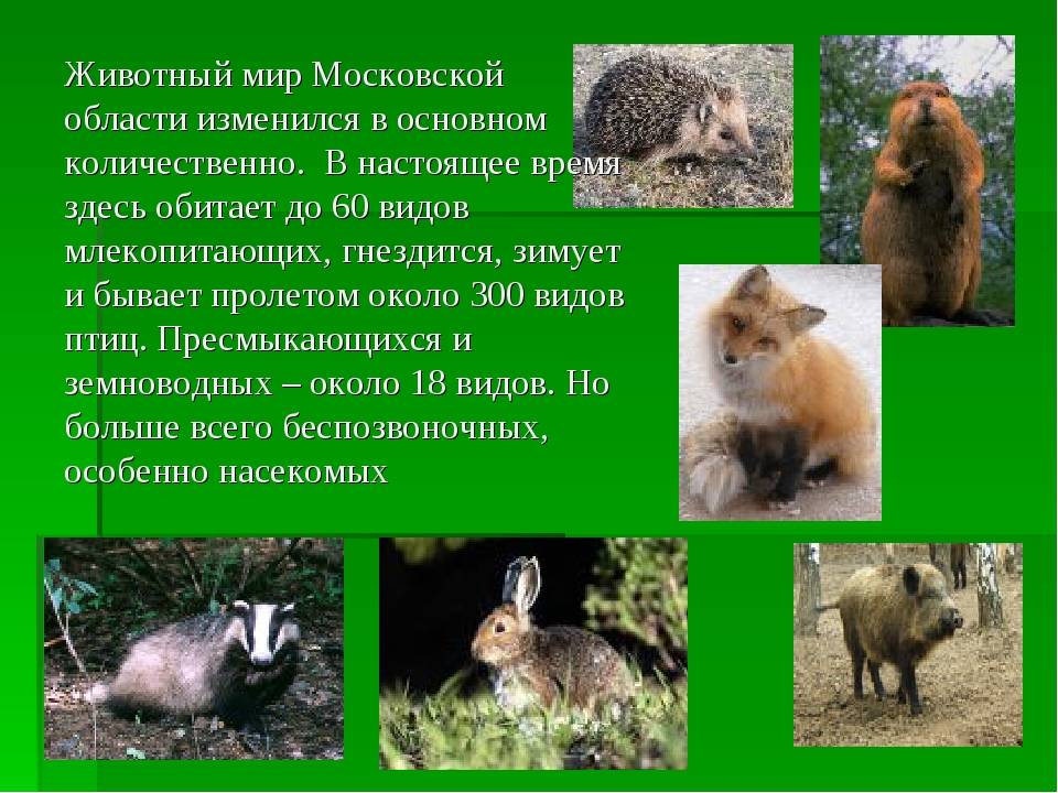 Животные Москвы и Московской области, кто обитает