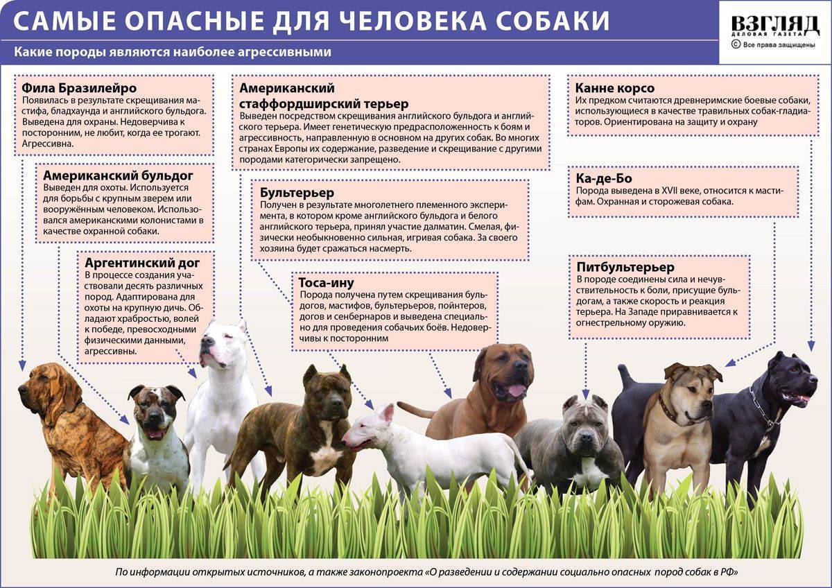 Описания самых крупных пород собак