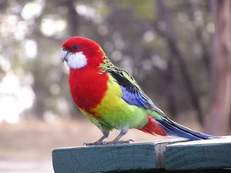 Попугай розелла — описание вида, содержание в домашних условиях и уход за птицей