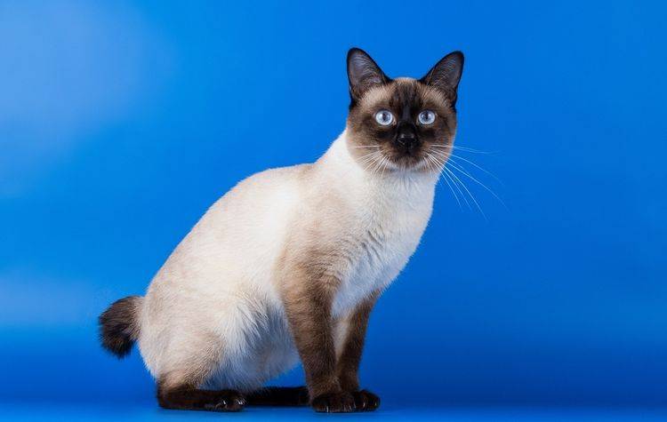 Скиф-тай-дон: порода кошек, 10 фото, видео, стоимость котенка
