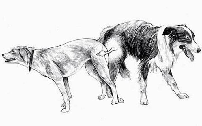Собачий узел: почему собаки слипаются при спаривании, что делать и как разъединить