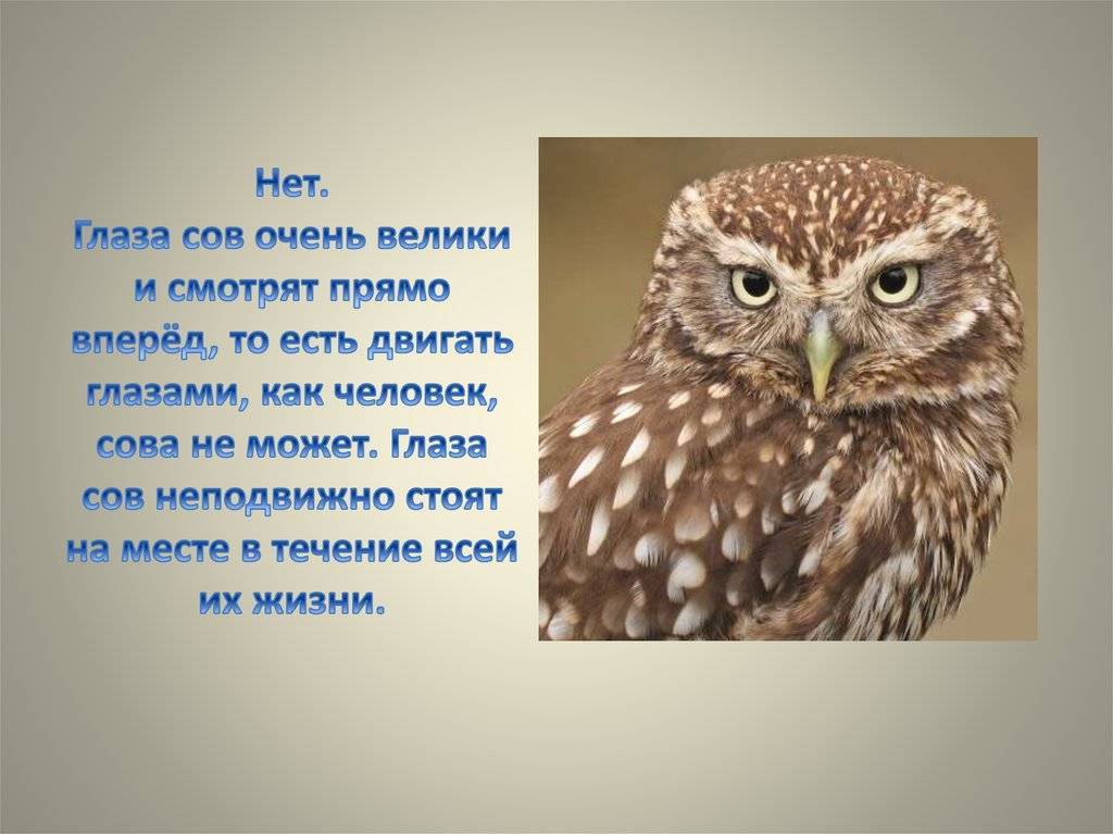 Человек-сова: описание хронотипа, как выглядит, характер, поведение