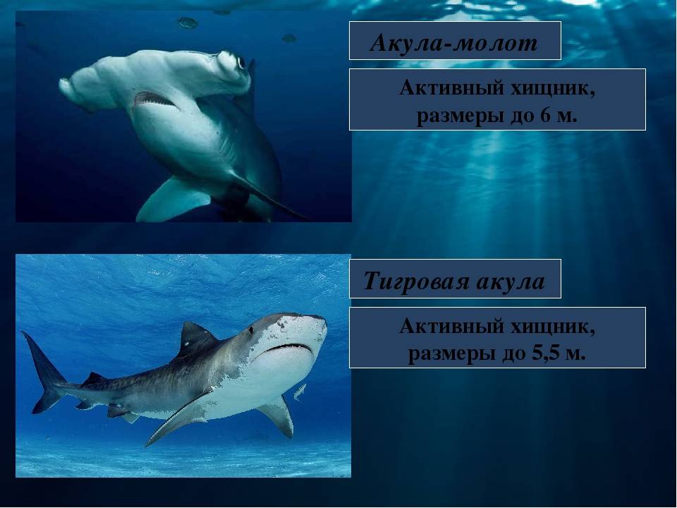 Акула-молот - hammerhead shark - abcdef.wiki
