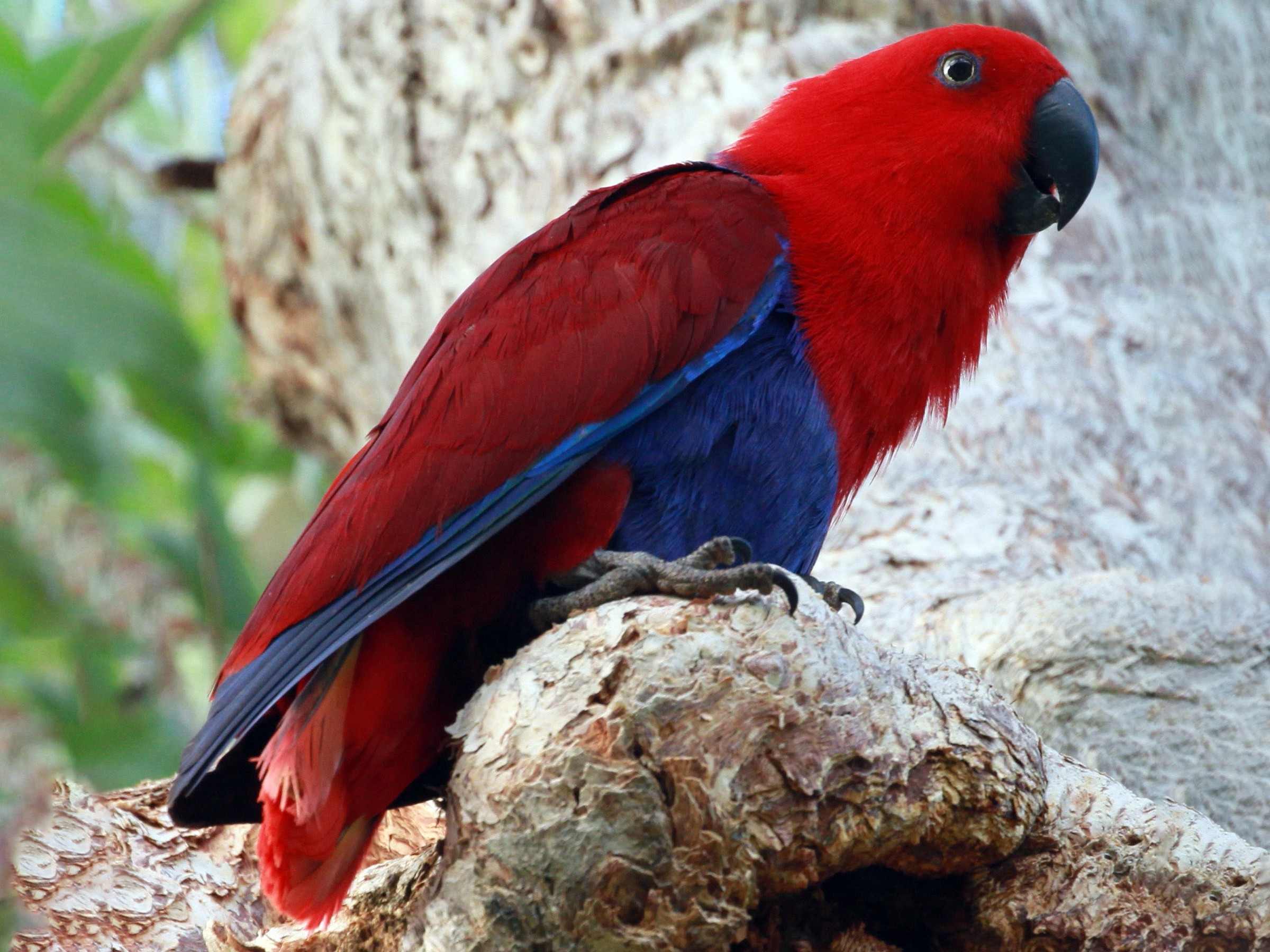 Благородный зелёно-красный попугай - попугаеобразные | некоммерческий учебно-познавательный интернет-портал зоогалактика
