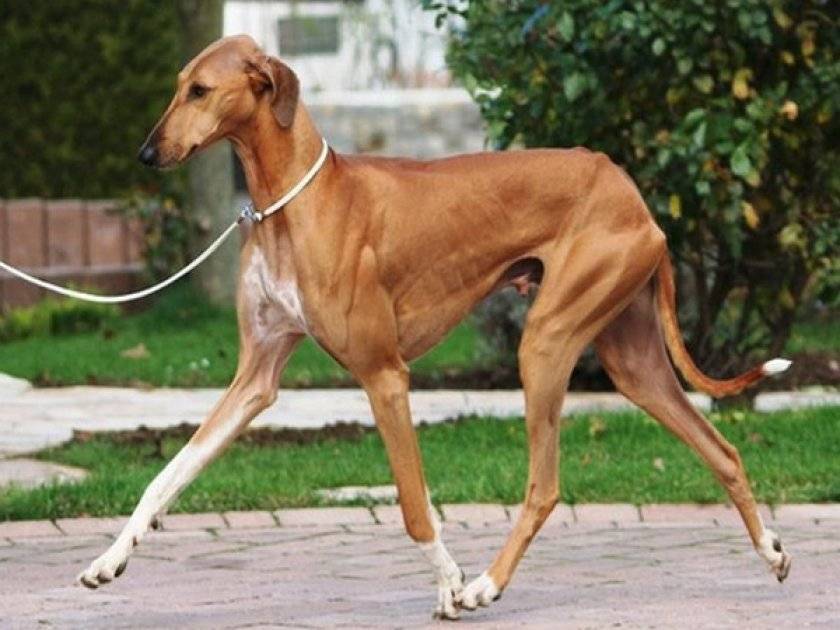 Азавак (африканская борзая): собака пустынных берберов. африканские борзые азавак описание породы собак